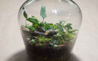 Making a Bottle Terrarium + Closed Terrarium Basics