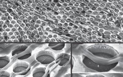 Promise of Nanowires in Optoelectronics Realized By Getting Them Connected