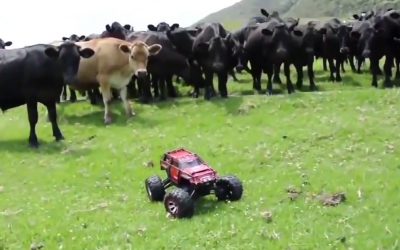 Cows Are Extremely Curious Creatures