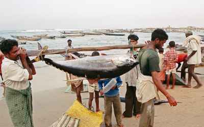 Popular fish and where to find them: Species specific advisories to help fishermen