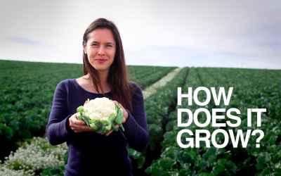 CAULIFLOWER | How Does it Grow?
