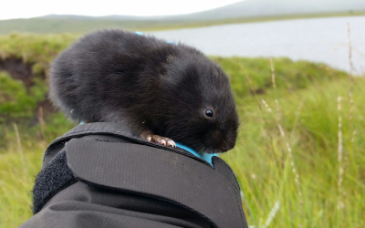 Researchers Detect Land Animals Using DNA in Nearby Water Bodies