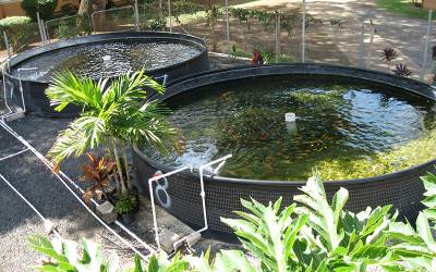 5 Things I Learned While Attempting Backyard Aquaculture