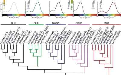 The life aquatic: Why diurnal frog species kept genes adapted to night vision