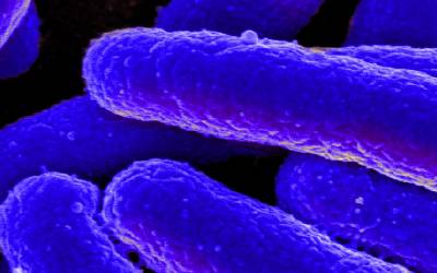 New research confirms thriving microbiome is linked to a healthier body