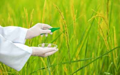 A Chilling Discovery About Rice and Its Impact On Climate Change