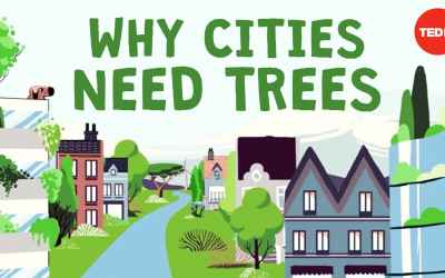 What happens if you cut down all of a city
