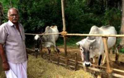 Native cattle breeds better suited to climate resilience