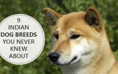 9 Indian Dog Breeds You Never Knew About
