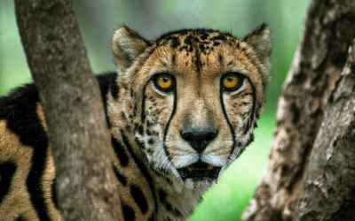 Era of ‘Biological Annihilation’ Is Underway, Scientists Warn