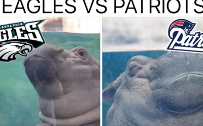 Fiona The Hippo Predicts Who Will Win The Super Bowl