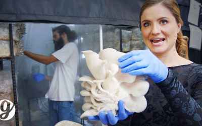Growing 600 POUNDS of Gourmet Mushrooms Every Week | GRATEFUL