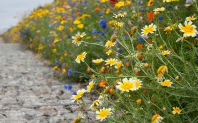 DIY: Make Your Own Wildflower Seed Bombs: Gardenista