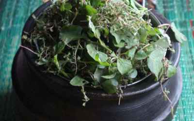 Kalavai Keerai—or, a Guide to Wild Tamil Greens