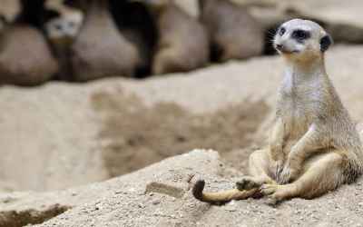 The primal reason you love watching nature documentaries