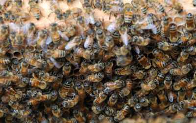 Curious Kids: Do bees ever accidentally sting other bees?