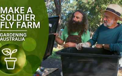 How to Make a Black Soldier Fly Farm? Black Gold for Organic Farming