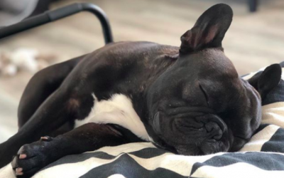 17 Ways Your Dog Is Telling You They