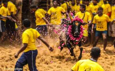 7 Reasons Why Jallikattu Should Be Every Entrepreneurs Inspiration - Trdinoo