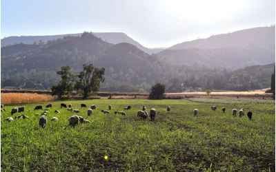 Diversified Farming benefits People and Environment while Bottom Lines also Thrive
