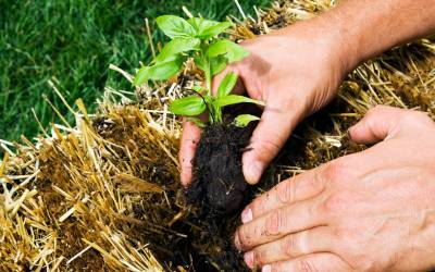 How to Build a Straw Bale Garden - Modern Farmer