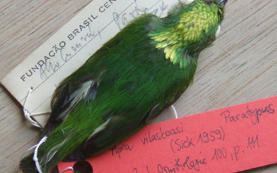 Rare bird from Amazon rainforest turns out to be hybrid species