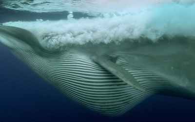 Sardine Feeding Frenzy: Whale, Shark, Dolphin and Sea Lions - BBC Earth