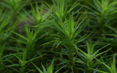 7 interesting things about moss| Kew
