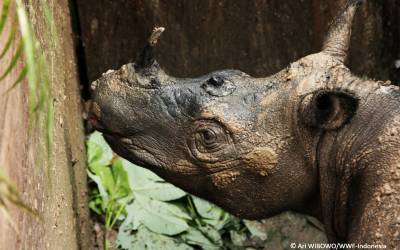 Rare Sumatran Rhino Found for First Time in 40 Years