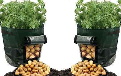 Believe It Or Not, This Can Grow Tons Of Potatoes in a Trash Bag
