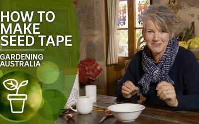 How to make seed tape for easy sowing