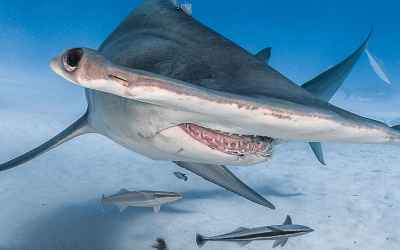 Divers Guide to The Bahamas