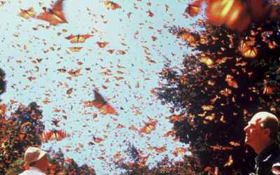Monarch Butterfly Biosphere Reserve