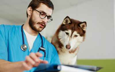 Self Vaccinating Your Own Dog: What You Should Know | petMD