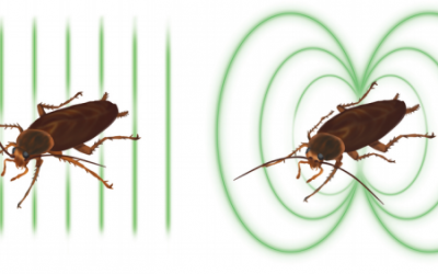 The curious case of cockroach magnetization