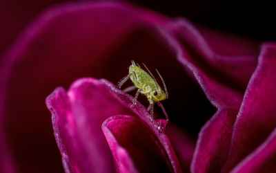 Classification of insects - Royal Entomological Society