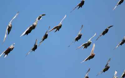 Homing pigeons share our human ability to build knowledge across generations
