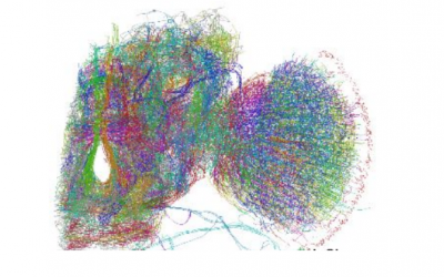 It Took 1700 Hours to Map a Fly’s Brain