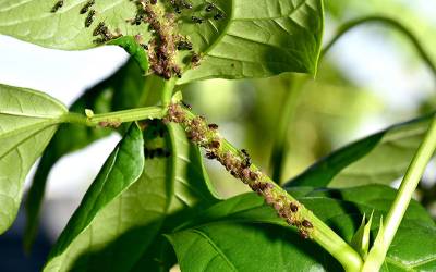 Step Away from the Toxins: Try These 7 Natural Insecticides