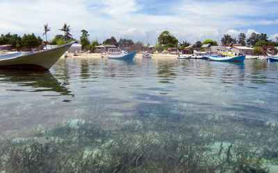 Seagrasses boost ecosystem health by fighting bad bacteria