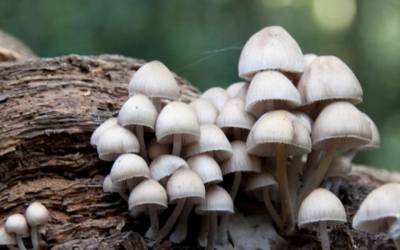 The Technology That Will Build Our Future May Be Found In Mushrooms