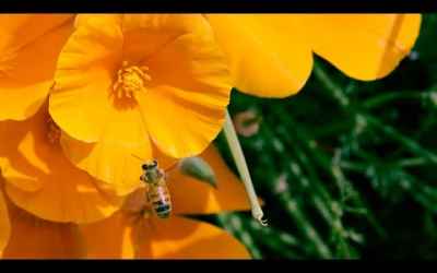 Can Mushrooms Save the Honey Bee? | bioGraphic